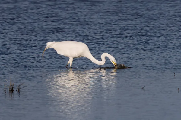 Büyük balıkçıl (Ardea alba) ava çıktı. Bu kuş aynı zamanda balıkçıl, büyük balıkçıl, büyük beyaz balıkçıl veya büyük balıkçıl olarak da bilinir.