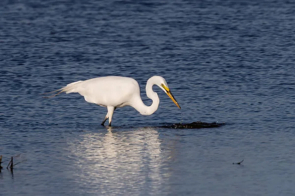 Büyük balıkçıl (Ardea alba) ava çıktı. Bu kuş aynı zamanda balıkçıl, büyük balıkçıl, büyük beyaz balıkçıl veya büyük balıkçıl olarak da bilinir.