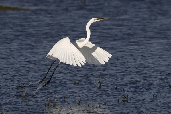 Uçan büyük balıkçıl (Ardea alba)