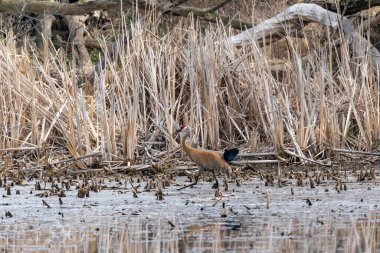 Kum tepesi vinci (Antigone canadensis) yuvanın yanında yuva yaparken Wisconsin 'den gelen doğal manzara