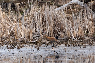 Kum tepesi vinci (Antigone canadensis) yuvanın yanında yuva yaparken Wisconsin 'den gelen doğal manzara