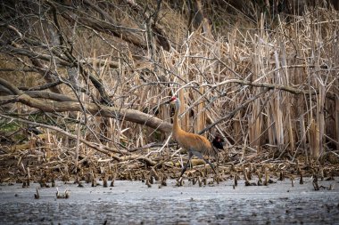 Kum tepesi vinci (Antigone canadensis) yuvanın yanında yuva yaparken Wisconsin 'den gelen doğal manzara