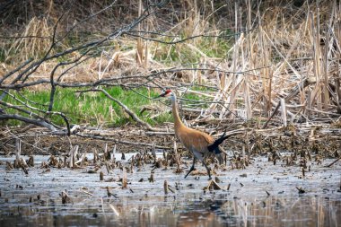 Kum tepesi vinci (Antigone canadensis) yuvanın yanında yuva yaparken Wisconsin 'den gelen doğal manzara