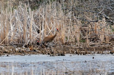 Kum tepesi vinci (Antigone canadensis) yuvanın yanında yuva yaparken Wisconsin 'den gelen doğal manzara