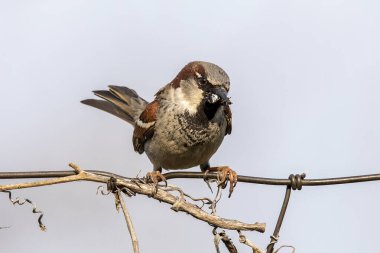 Çitin üzerinde oturan ev serçesi (Passer domesticus)