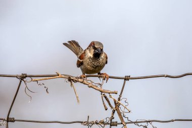 Çitin üzerinde oturan ev serçesi (Passer domesticus)