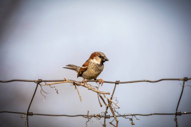 Çitin üzerinde oturan ev serçesi (Passer domesticus)