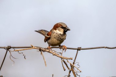 Çitin üzerinde oturan ev serçesi (Passer domesticus)