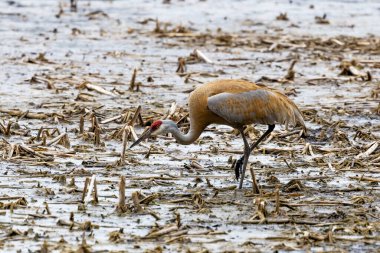 Kum tepesi vinci (Antigone canadensis) yuvanın yanında yuva yaparken Wisconsin 'den gelen doğal manzara
