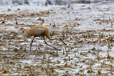 Kum tepesi vinci (Antigone canadensis) yuvanın yanında yuva yaparken Wisconsin 'den gelen doğal manzara