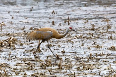 Kum tepesi vinci (Antigone canadensis) yuvanın yanında yuva yaparken Wisconsin 'den gelen doğal manzara