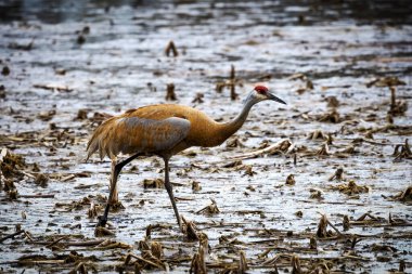 Kum tepesi vinci (Antigone canadensis) yuvanın yanında yuva yaparken Wisconsin 'den gelen doğal manzara
