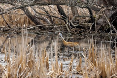 Kum tepesi vinci (Antigone canadensis) yuvanın yanında yuva yaparken Wisconsin 'den gelen doğal manzara