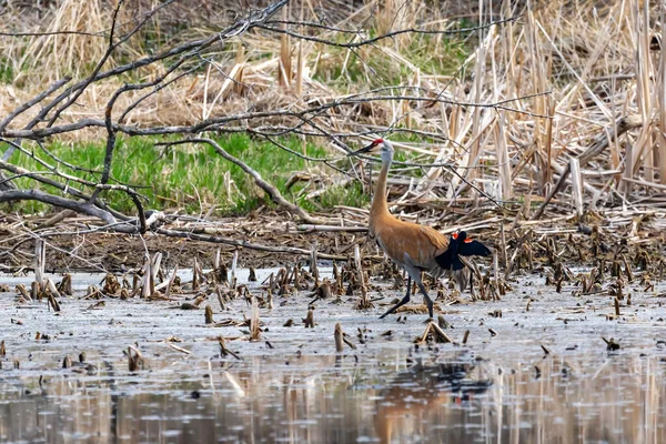 Kum tepesi vinci (Antigone canadensis) yuvanın yanında yuva yaparken Wisconsin 'den gelen doğal manzara