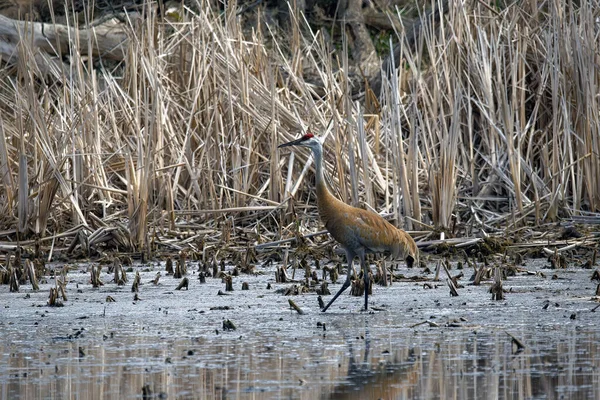Kum tepesi vinci (Antigone canadensis) yuvanın yanında yuva yaparken Wisconsin 'den gelen doğal manzara