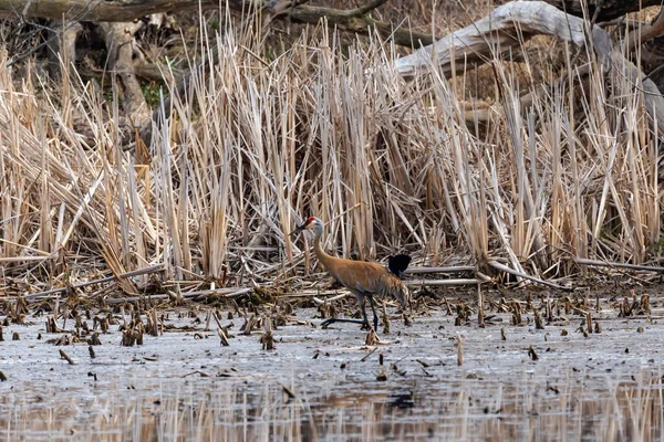 Kum tepesi vinci (Antigone canadensis) yuvanın yanında yuva yaparken Wisconsin 'den gelen doğal manzara