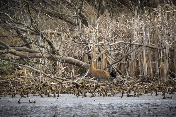 Kum tepesi vinci (Antigone canadensis) yuvanın yanında yuva yaparken Wisconsin 'den gelen doğal manzara