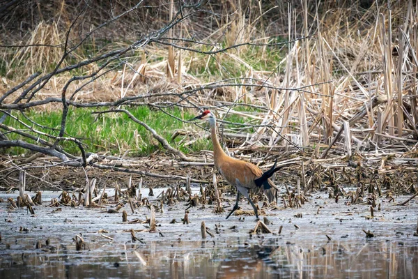 Kum tepesi vinci (Antigone canadensis) yuvanın yanında yuva yaparken Wisconsin 'den gelen doğal manzara