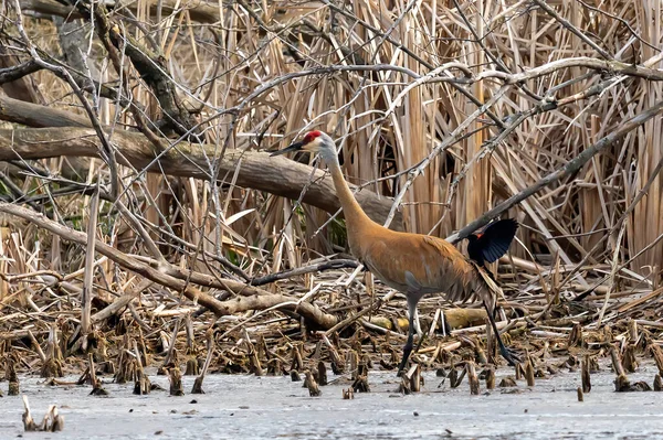 Kum tepesi vinci (Antigone canadensis) yuvanın yanında yuva yaparken Wisconsin 'den gelen doğal manzara