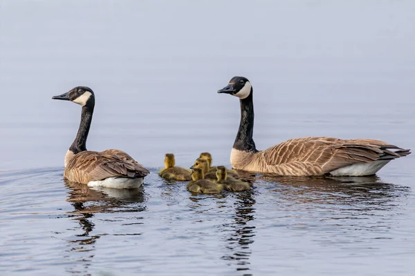 Канадские Гуси Branta Canadensis Сусликами Заповеднике Штата — стоковое фото