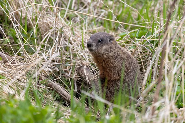 Den Murmeldjur Marmota Monax Även Känd Som Vedchuck Äng Som — Stockfoto