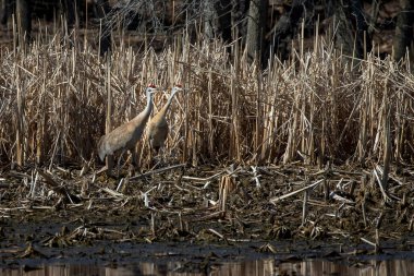 Bataklıktaki kum tepesi vinci (Antigone canadensis)
