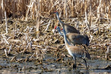 Bataklıktaki kum tepesi vinci (Antigone canadensis)