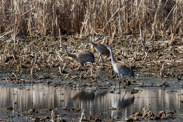 Grue Canada Antigone Canadensis Sur Marais — Photo