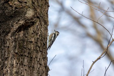  Sarı karınlı samur (Sphyrapicus varius), Kanada ve Amerika Birleşik Devletleri 'nin kuzeydoğusunda yetişen bir ağaçkakan türü..