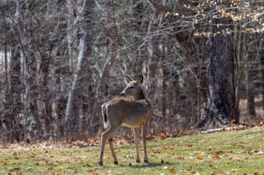 Beyaz kuyruklu geyik (Odocoileus virginianus), ayrıca baharda beyaz kuyruklu geyik veya Virginia geyiği olarak da bilinir. Wisconsin 'deki şehir parkı.