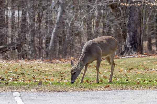 Cervo Dalla Coda Bianca Odocoileus Virginianus Noto Anche Come Coda — Foto Stock