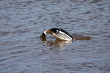 Michigan gölündeki kırmızı göğüslü merganser (Mergus serrator)