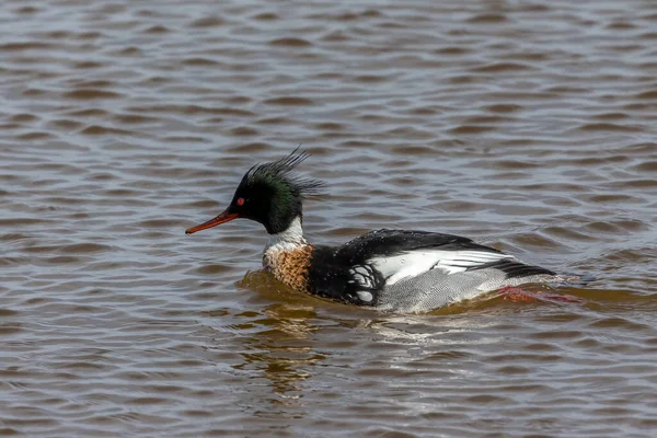 Merganser Peito Vermelho Serrador Mergus Lago Michigan — Fotografia de Stock