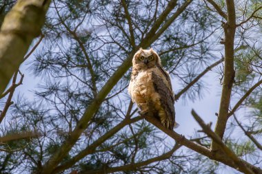 Genç büyük boynuzlu baykuş (Bubo virginianus) Wisconsin eyalet parkında.