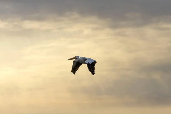 Pelikan Gün Doğumunda Michigan Gölü Üzerinde Uçuyor — Stok fotoğraf