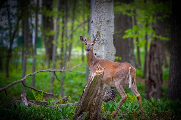 Cervo Dalla Coda Bianca Odocoileus Virginianus Conosciuto Anche Come Cervo — Foto Stock