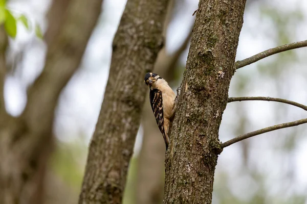 Hairy Woodpecker Leuconotopicus Villosus Natural Scene Wisconsin State Park Nesting — Stock Photo, Image