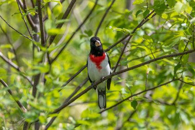 Yetişkin erkek gül göğüslü Grosgaga (Pheucticus ludovicianus)