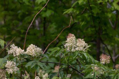  İlkbaharda çiçek açarsın.