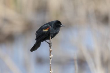 Erkek Kırmızı - kanatlı bir çalı bir dal üzerinde oturan karatavuk (Agelaius phoeniceus).