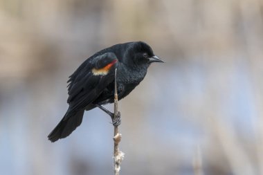 Erkek Kırmızı - kanatlı bir çalı bir dal üzerinde oturan karatavuk (Agelaius phoeniceus).
