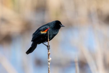 Erkek Kırmızı - kanatlı bir çalı bir dal üzerinde oturan karatavuk (Agelaius phoeniceus).