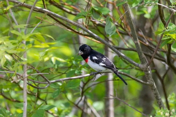 Grånäbb Pheucticus Ludovicianus Rosenbröstad — Stockfoto