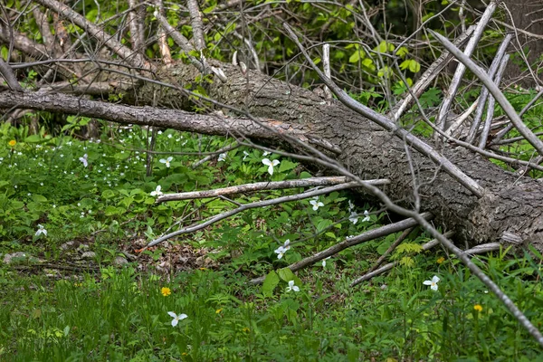 Bílé Trillium Trillium Grandiflorum Rostlina Původem Východní Severní Ameriky — Stock fotografie