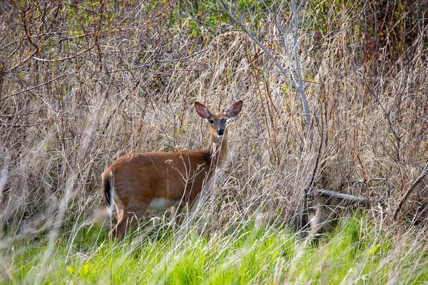 白尾の鹿 Odocoileus Virginianus バージニア鹿としても知られています 森林で行われます ウィスコンシン州からの野生の自然シーン — ストック写真