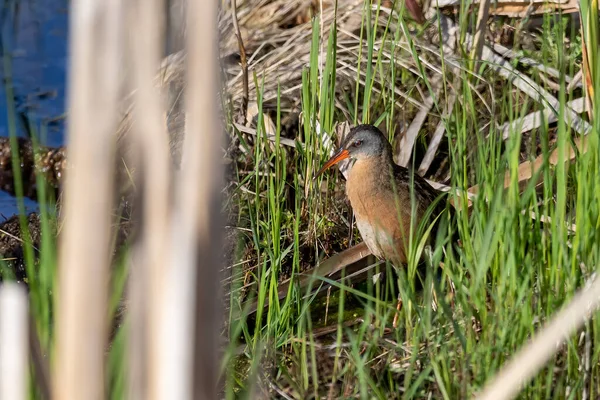 Virginia Rail Rallus Limicola Močálu Narurální Scéna Wisconsinu — Stock fotografie