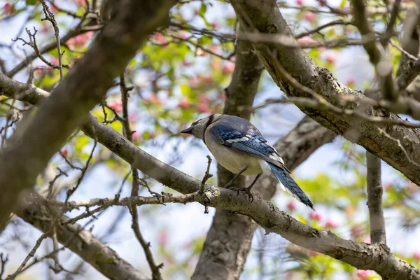 Blue Jay Cyanocitta Cristata Den Statliga Skogsstigen Wisconsin — Stockfoto