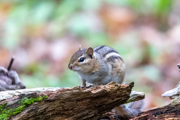 Das Streifenhörnchen Tamias Striatus Park — Stockfoto