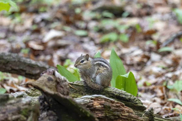 다람쥐 줄무늬 — 스톡 사진