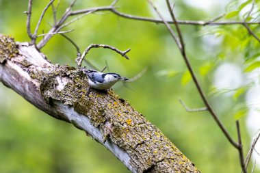 Wisconsin Eyalet Parkı 'ndaki beyaz göğüslü tımarhane (Sitta carolinensis)